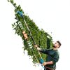 Seesii Cordless Pole Hedge Trimmer 16 Inch Blue L98-2